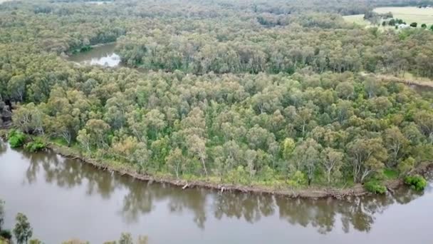Reversing Aerial Footage Meandering Murray River Eucalypt Forest North Corowa — Stockvideo