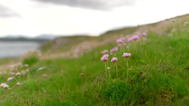 Close Ground Level Shot Small Clump Pink Flowering Sea Thrift — Stok Video