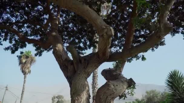 Low Angle Backward Moving Shot Full Grown Green Tree View — Vídeos de Stock