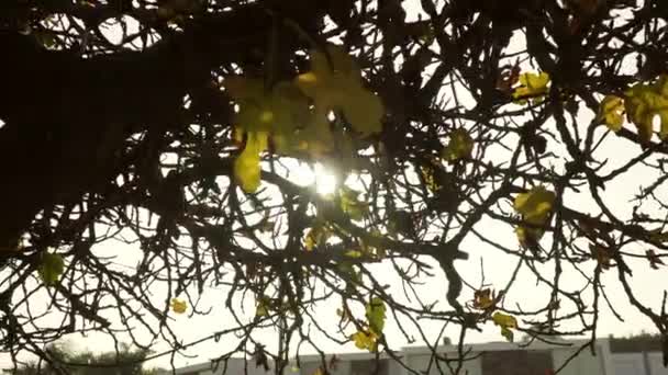 Low Angle Shot Few Dried Leaves Full Grown Tree Hot — Video