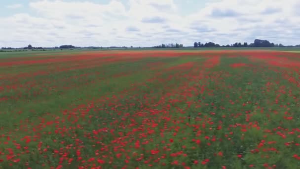 Flowering Poppies Poppy Field Aerial Arc Tracking Shot — Vídeos de Stock