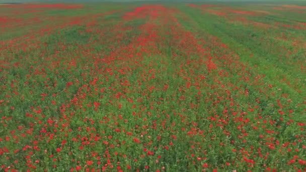 Aerial Shot Flowering Poppies Poppy Field — Vídeo de Stock