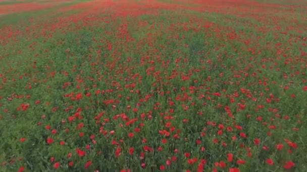 Aerial Shot Flowering Poppies Poppy Field — Vídeos de Stock