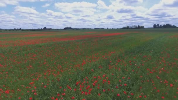 Flowering Poppies Poppy Field Pull Away Aerial Shot — Stock Video