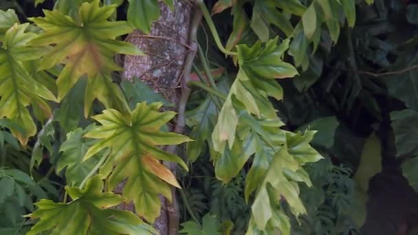 Large Jagged Vine Leaves Thriving Tree Trunk Hawaii Rainforest — Stock Video