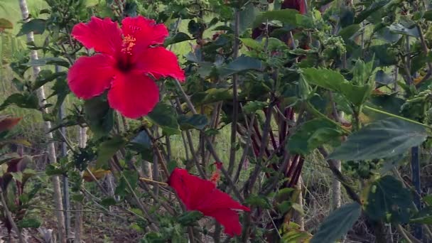 Hawaiian Symbol Red Hibiscus Flower Blossom Akaka Botanical Garden — Vídeo de Stock