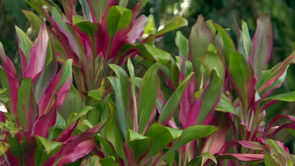 Variegated Plant Purple Green Leaves Swaying Tropical Breeze — Vídeos de Stock