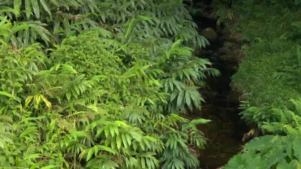 Water Stream Flowing Mysterious Rainforest Jungle Dense Vegetation — Wideo stockowe