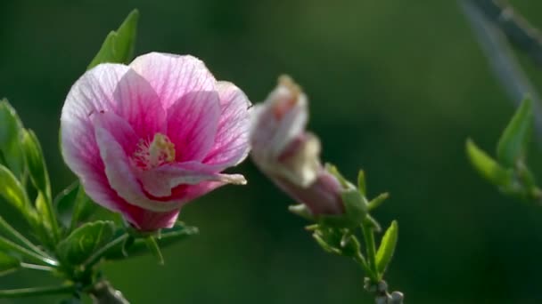 Backlit Exotic Pink Petal Wild Rose Blooming Hawaii Tropical Spring — стоковое видео