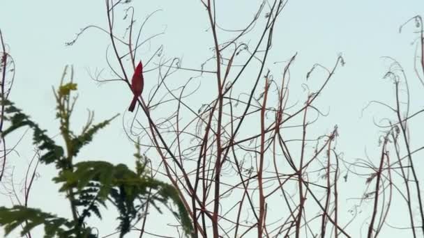 Tropical Red Crested Cardinal Bird Perched Swaying Branch Hawaii – stockvideo