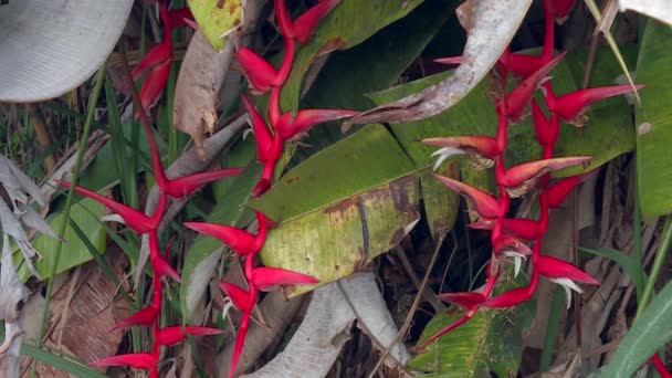 Bright Red Heliconia Lobster Claws Plant Hawaii Tropical Rainforest — Vídeo de Stock