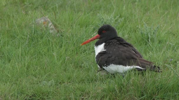 Oystercatcher Brooding Chicks Breast Feathers Green Pasture — Stock video