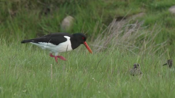 Oystercatcher Probing Food Bill Feeding Young Chick — Stockvideo