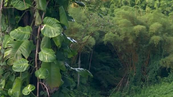 Tree Trunk Exotic Vines Luxurious Green Rainforest Slopes — Stok Video