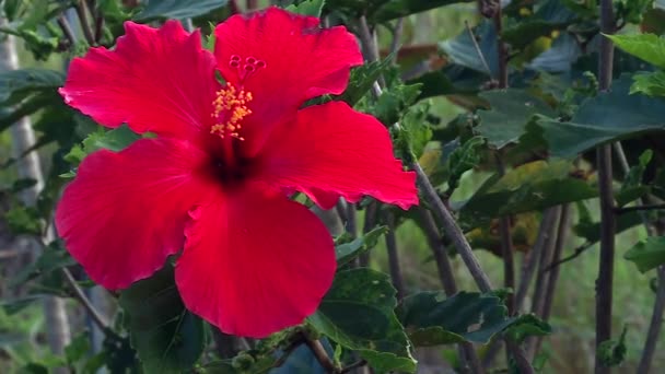 Emblematic Red Hibiscus Flower Blooming Hawaiian Botanical Reserve — Stockvideo