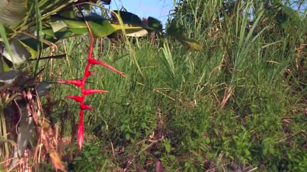 Vibrant Red Heliconia Lobster Claws Plant Hanging Tropical Scenery — Vídeo de Stock