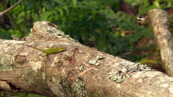 Green Anole Lizard Basking Trunk Hawaii Tropical Wild Rainforest — Stok video