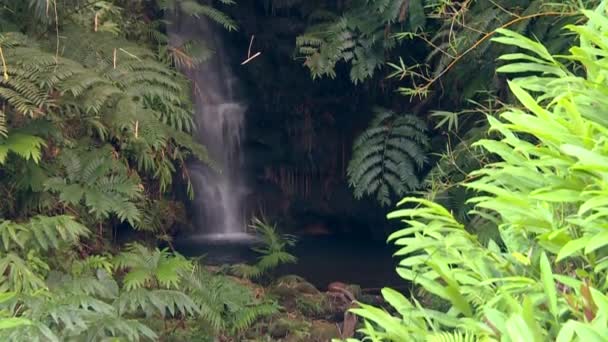 Waterfall Cascading Stream Embedded Dense Tropical Rainforest — Stok video