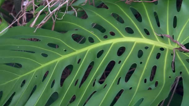 Giant Monstera Deliciosa Leaf Natural Holes Hawaii Rainforest — стокове відео