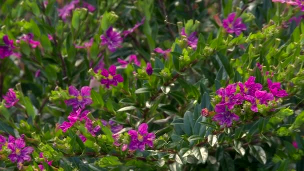 Wild Purple Roses Flower Blooming Tropical Hawaiian Bush Static — стоковое видео