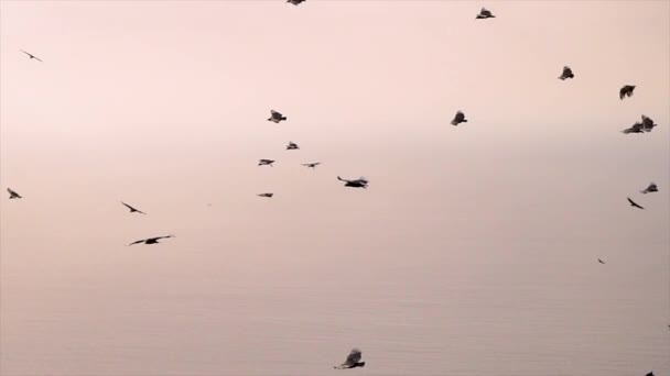 Big Birds Flying Group Slow Motion — Αρχείο Βίντεο