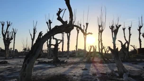Water Recedes Uncovering Epecuen Town Buenos Aires Affected Trees — Stock video