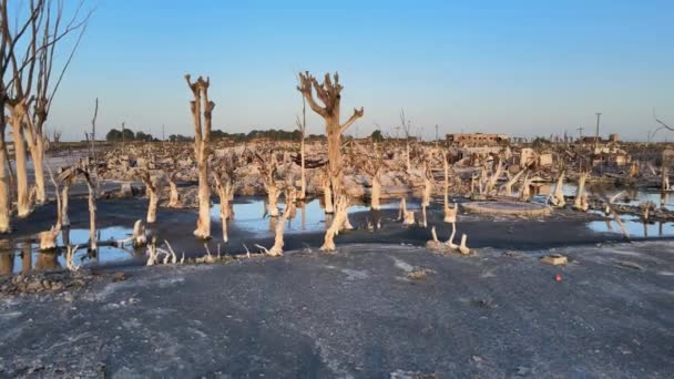 Derelict Buildings Dead Trees Historic Flooded Epecuen Town — Wideo stockowe