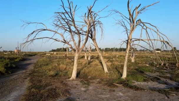 Dead Trees Remain Epecuen Town Aerial Tracking Out — Vídeo de Stock