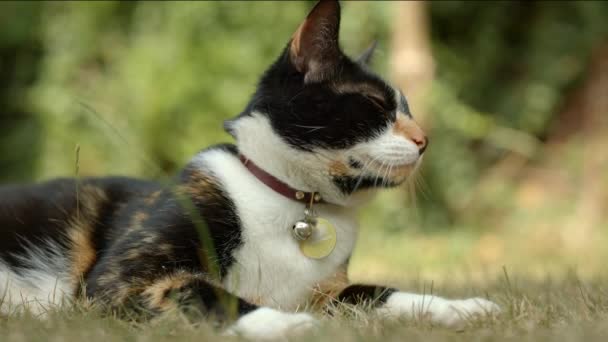Close Shot House Cat Relaxing British Garden Summer — Vídeos de Stock