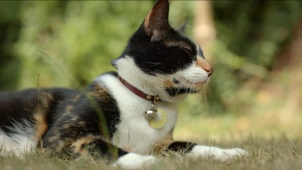 Close Shot House Cat Relaxing British Garden Summer — Stok Video