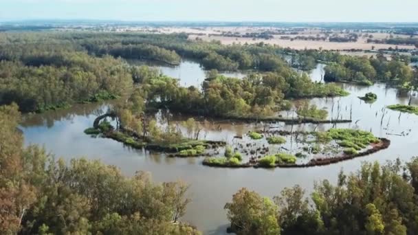 Drone View Swollen Murray River Forests Upstream Lake Mulwala Australia — ストック動画