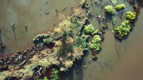 Slow Moving Drone View Looking Inundated Vegetation Lake Mulwala Ovens — Αρχείο Βίντεο