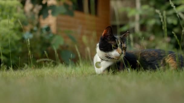 Medium Shot House Cat Relaxing British Garden Summer — Video