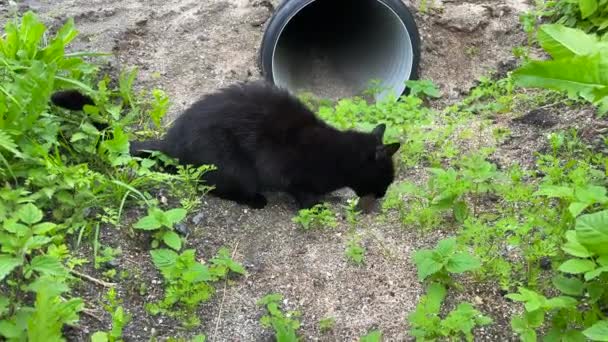 Medium Shot Black Domestic Cat Chewing Dead Mouse Caught Handheld – Stock-video
