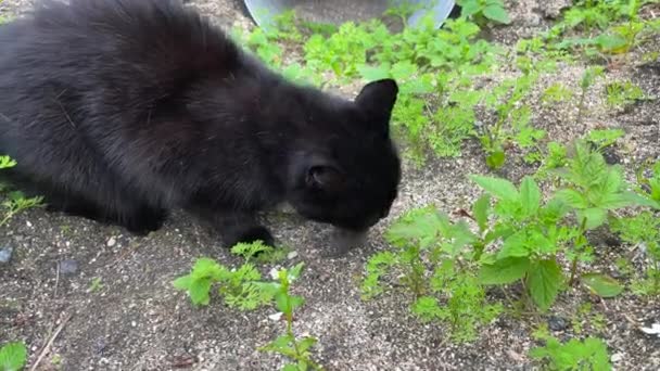 Close Shot Black Domestic Cat Eating Rodent Outdoors Green Plants — Wideo stockowe