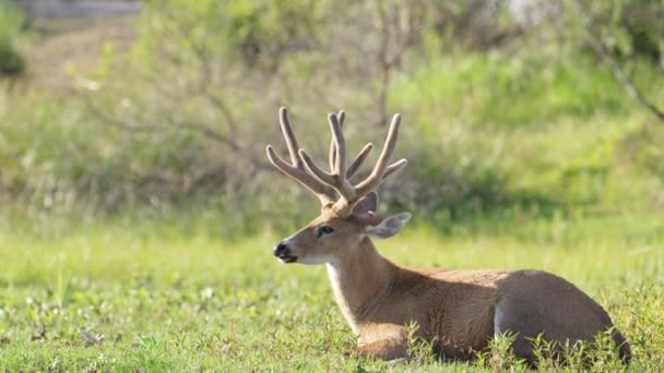 Marsh Deer Blastocerus Dichotomus Gracefully Resting Ground River Full Vegetations — ストック動画