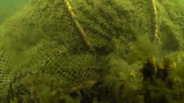 Ghost Fishing Bow Net Bottom Baltic Sea — Stock videók