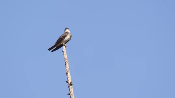 Passerine Species Wild Brown Chested Martin Progne Tapera Chirping Top — Video