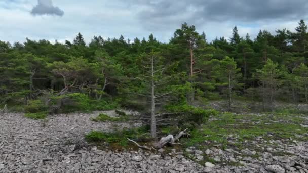 Very Special Spruce Coast Saaremaa Estonia — стоковое видео