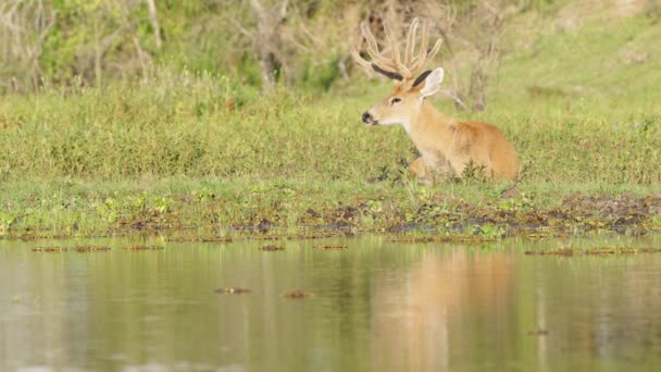 Natural Landscape Shot Capturing Wild Marsh Deer Blastocerus Dichotomus Resting — Stockvideo