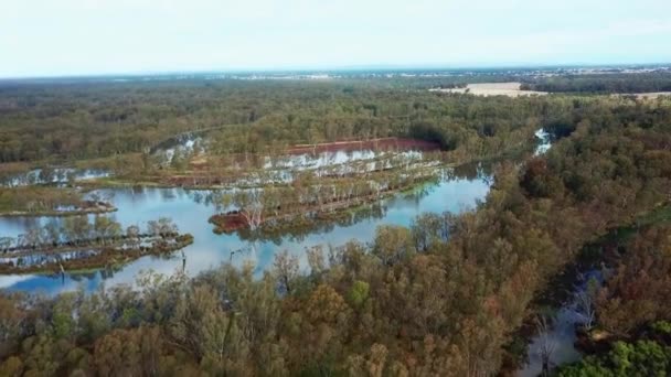 Aerial View Swollen Murray River Forests Just Upstream Lake Mulwala — ストック動画
