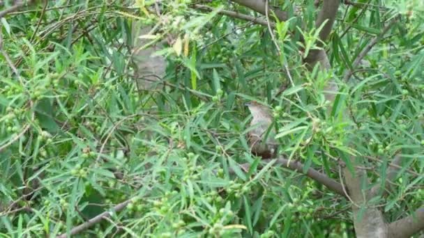 Ovenbird Freckle Breasted Thornbird Phacellodomus Striaticollis Perching Branch Ibera Wetlands — Stock Video