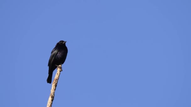 Lonely Shiny Cowbird Molothrus Bonariensis Spotted Perching High Dry Snag — стоковое видео