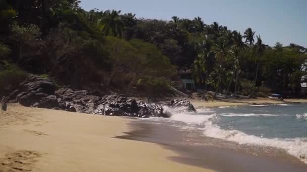 Tropical Beach Stones Palm Trees — стоковое видео