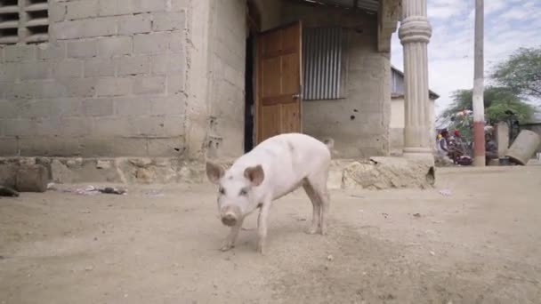 Pigs Chickens Walking Drac Haiti — Stockvideo