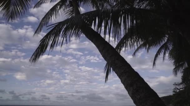 Palm Trees Sky Backdrop Beachfront Property Cap Hatien Commune Haiti — Vídeo de Stock