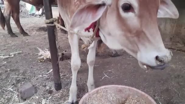 Cows Eating Hay Cowshed Dairy Farm Agriculture Industry Farming Concept — Vídeo de stock