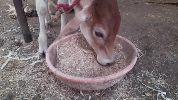 Cows Eating Hay Cowshed Dairy Farm — Stok Video