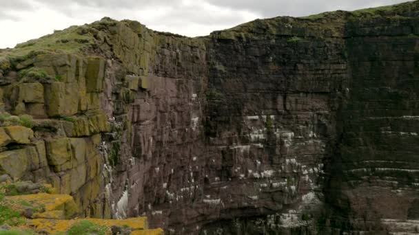 Slow Panning Shot Seabird Colony Dramatic Sheer Sea Cliff Turquoise — Stock Video