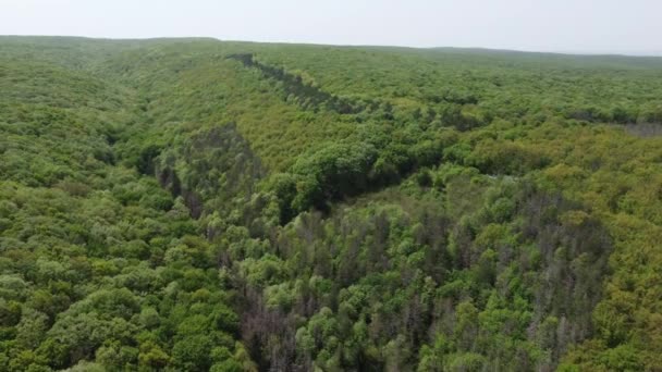 Untapped Forest Rural Bulgaria Forested Land Far Eye Can See — Stockvideo